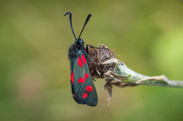 Six-spot Burnet moth on dried vegetation