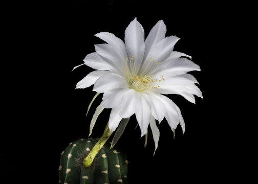 Easter Lily Cactus in Bloom
