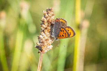 Small Copper butterfly upside down on a dried seed head