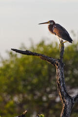 Garza tricolor juvenil