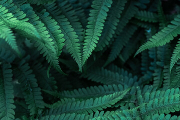 Perfect natural young fern leaves pattern background. Dark and moody feel. Top view. Copy space.