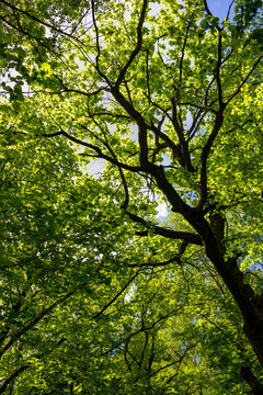 Vertical view of the green crowns of oak and hazel trees in the forest