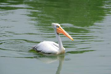 one beautiful white pelican with large beak and long neck, Pelecanus swim in beautiful green lake, sea, fish in water, fidelity and family in wildlife, natural resources, ornithology concept
