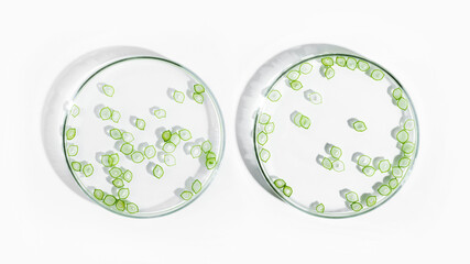 organic cosmetics, natural cosmetics, biofuels, algae. Natural green laboratory. Experiments. Petri...