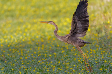 H&eacute;ron pourpr&eacute;