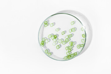 organic cosmetics, natural cosmetics, biofuels, algae. Natural green laboratory. Experiments. Petri dish with green plants on a light background.