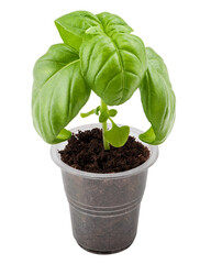 basil, isolated on white background, full depth of field