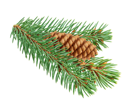 Fir and cone isolated on white background, full depth of field