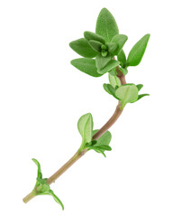 Thyme isolated on white background, full depth of field