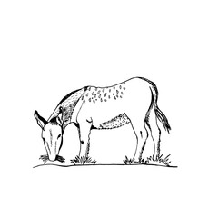 Gray donkey drawn by hand. Vector illustration of a domestic artiodactyl animal.