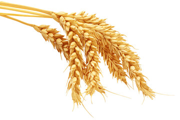 Wheat isolated on white background, full depth of field