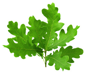 oak leaf, isolated on white background, full depth of field