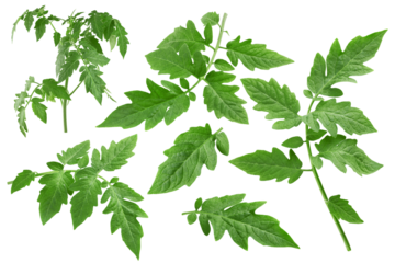 tomato leaf, isolated on white background, full depth of field