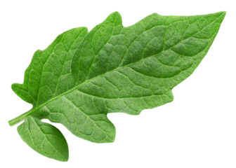 tomato leaf, isolated on white background, full depth of field