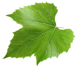 Grape leaf, isolated on white background, full depth of field
