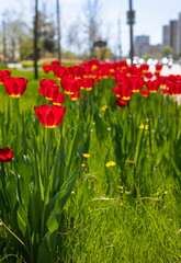 Fototapeta premium Red tulips in a flower bed.