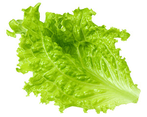Salad leaf, lettuce, isolated on white background, full depth of field