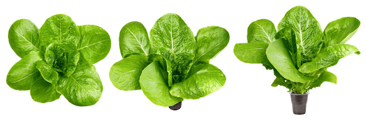 Romain Lettuce isolated on white background, full depth of field