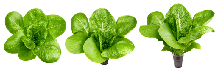 Romain Lettuce isolated on white background, full depth of field