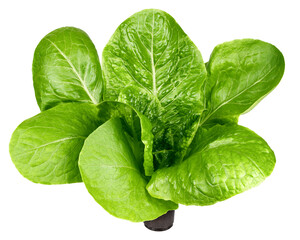 Fototapeta premium Romain Lettuce isolated on white background, full depth of field
