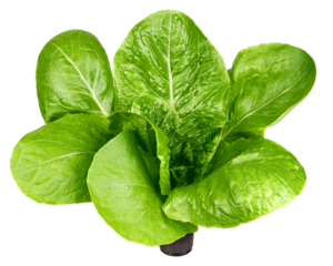 Romain Lettuce isolated on white background, full depth of field