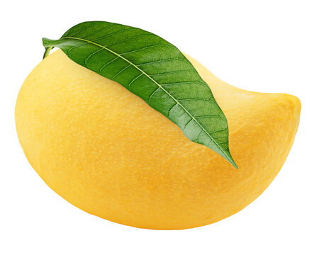 yellow Mango isolated on white background, full depth of field