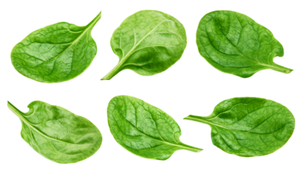 Spinach isolated on white background, full depth of field