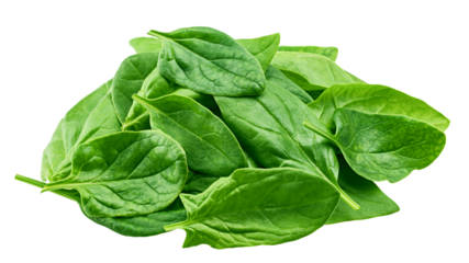 Spinach isolated on white background, full depth of field