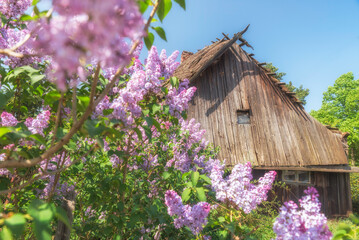 Lilak Bez w fazie kwitnienia wiosną na jednym z podwórek z starodawną strzechą ,chatą.