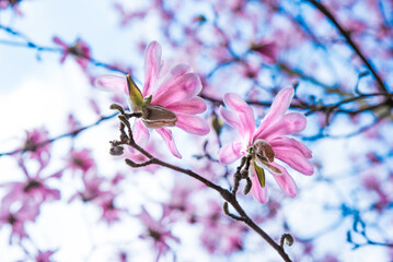 Kwiat magnolii różowa odmiana Susan podczas kwitnienia w kwietniu.