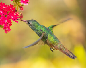Hummingbird feeding on some flowers in a garden