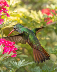 Hummingbird feeding on some flowers in a garden