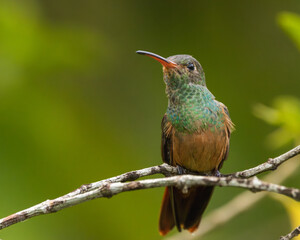 Hummingbird perched on a branch with green background