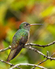 Hummingbird perched on a branch with green background
