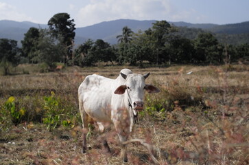 Naklejka premium Local Thai native cow in grass field