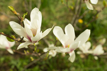 Beautiful blooming magnolia tree in park