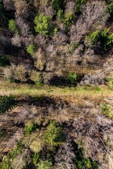 Aerial view of a mixed spring forest with a horizontal clearing in the center