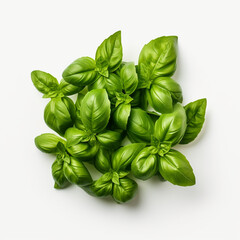 Basil leaves isolated