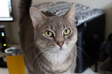 Grey Tabby indoor pet cat is using the big eyes to attract attention to his furry face