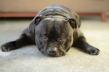 Staffordshire Bull Terrier lying flat on the ground with his front paws spread on each side of his...