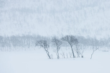 Stormy windy winter landscape in Lapland, Enontekio, Finland, Europe