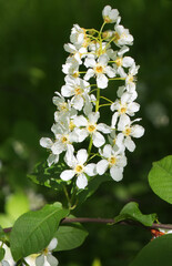 Blooming twig of prunus padus, known as bird cherry, hackberry, hagberry, or Mayday tree