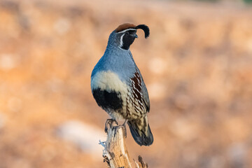 Gambel's Quail (Callipepla gambelii) Perched, Showing Its Colors