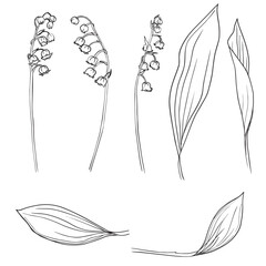 Collection set of lily of the valley flower and leaves drawing illustration. for pattern, logo, template, banner, posters, invitation and greeting card design. Vector