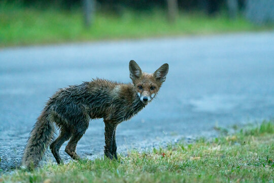 the wet fox after a rain