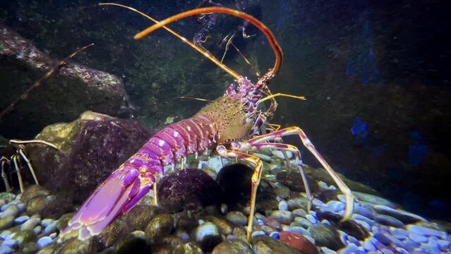 Lilac spiny lobster walks on pebbles in an aquarium, moving its antennae