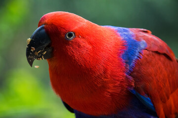 Exotic Colorful Bird 