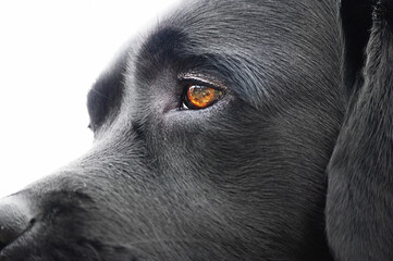 Profile of labrador retriever isolate on white background. A pet, animal. Black dog with brown eyes.