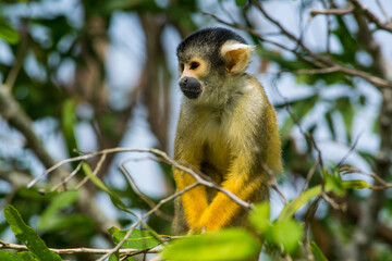 Obraz premium Mono Ardilla Boliviano / Black-capped squirrel monkey