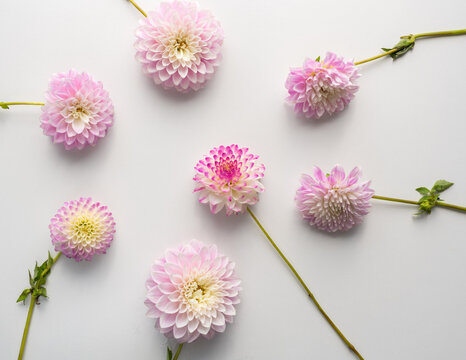 High angle view of pink dahlia flowers on white in flat lay - nature background concept